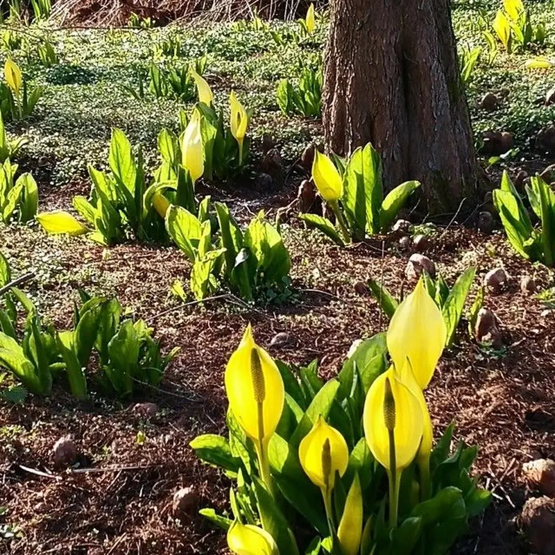 Лизихитон (Lysichiton): полное руководство по уходу