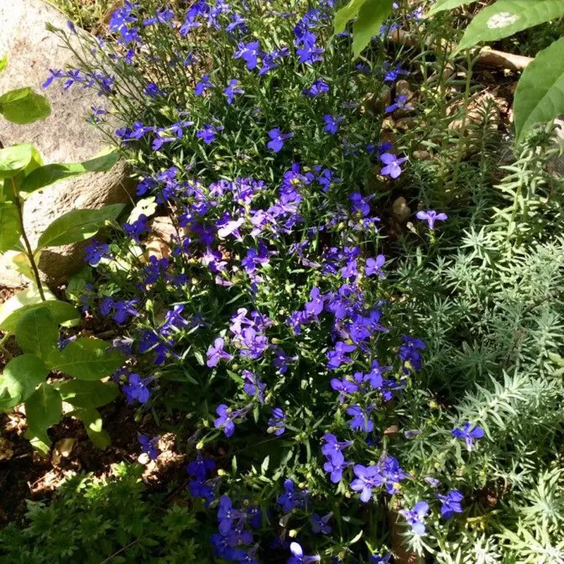 Лобелия эринус (Lobelia erinus): полное руководство по уходу