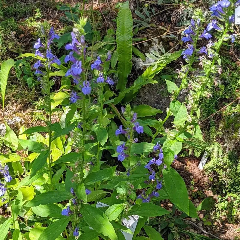 Лобелия (Lobelia): полное руководство по уходу