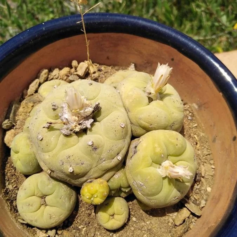 Лофофора (Lophophora williamsii): полное руководство по уходу