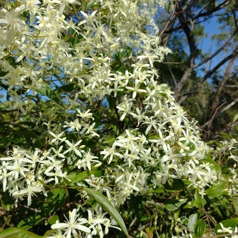 Ломонос (Clematis): полное руководство по уходу