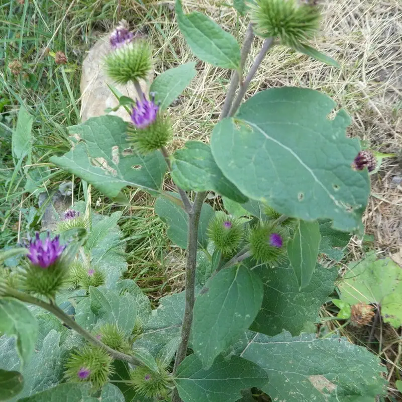 Лопух (Arctium): полное руководство по уходу