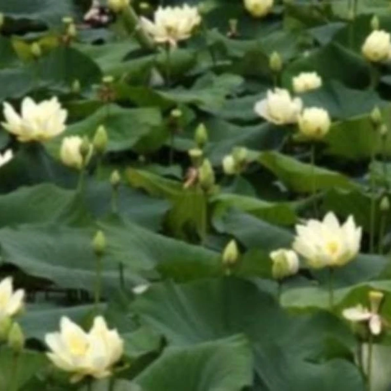Лотос комнатный (Nelumbo): полное руководство по уходу