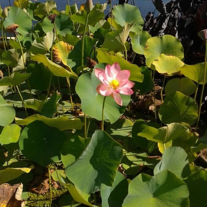 Лотос орехоносный (Nelumbo nucifera): полное руководство по уходу