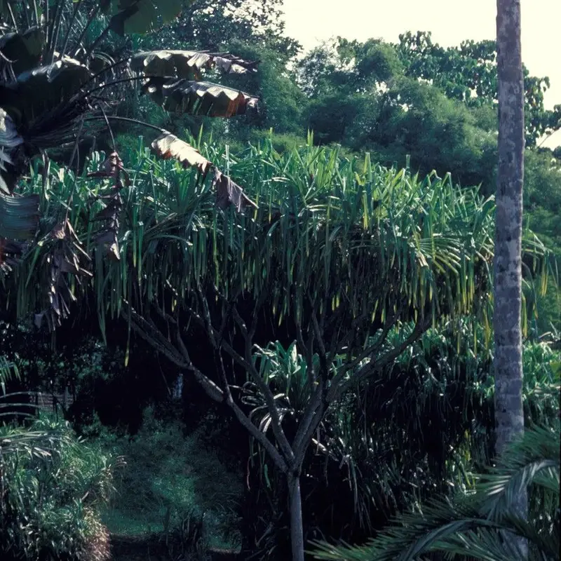 Ложная пальма (Pandanus): полное руководство по уходу