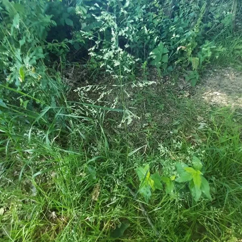 Луговой мятлик (Poa pratensis): полное руководство по уходу