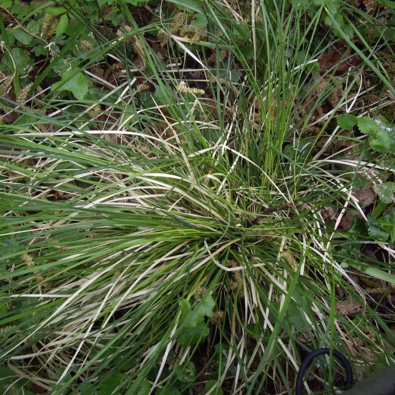 Луговик (Deschampsia): полное руководство по уходу