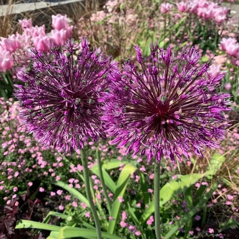 Лук декоративный (Allium): полное руководство по уходу