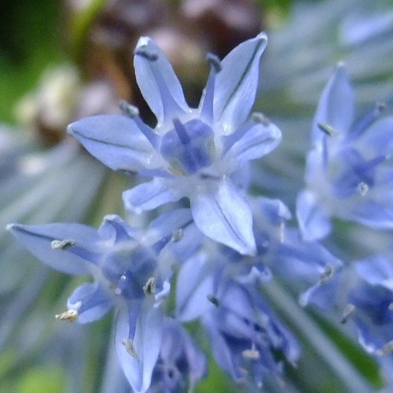 Лук голубой (Allium caeruleum): полное руководство по уходу