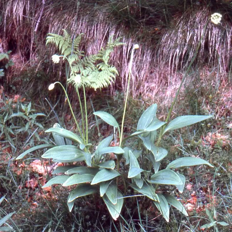 Лук победный (Allium victorialis): полное руководство по уходу