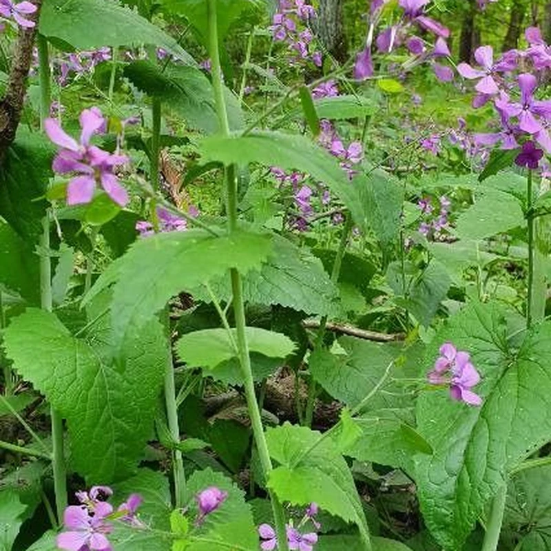 Лунария (Lunaria): полное руководство по уходу