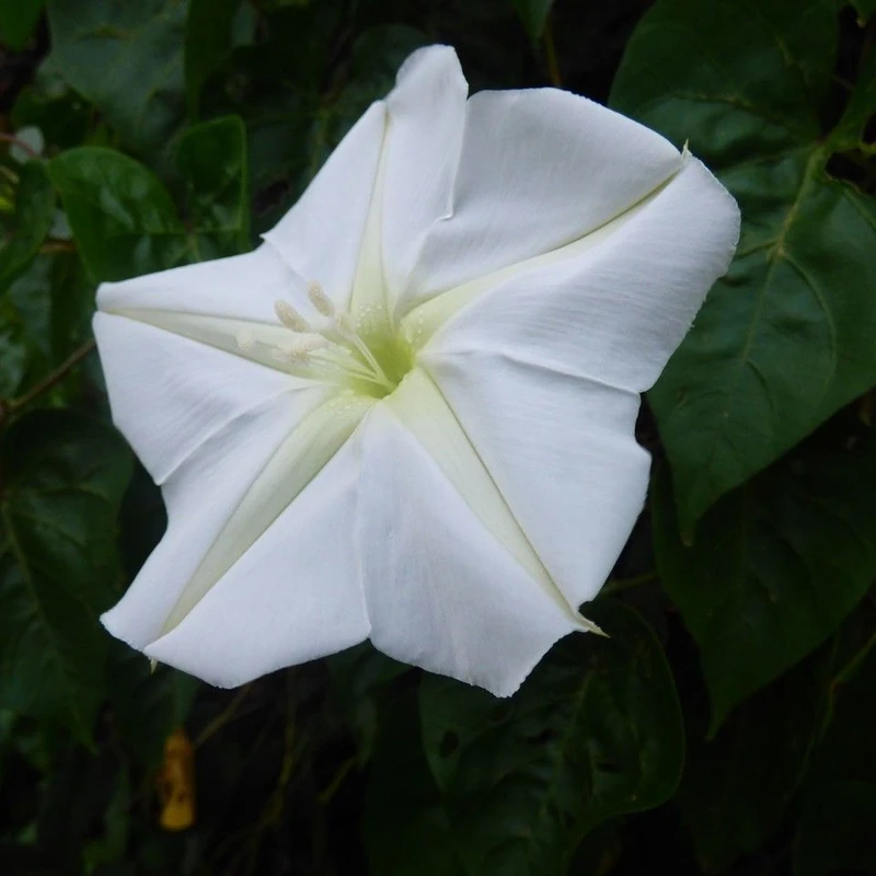 Луноцвет (Ipomoea alba): полное руководство по уходу