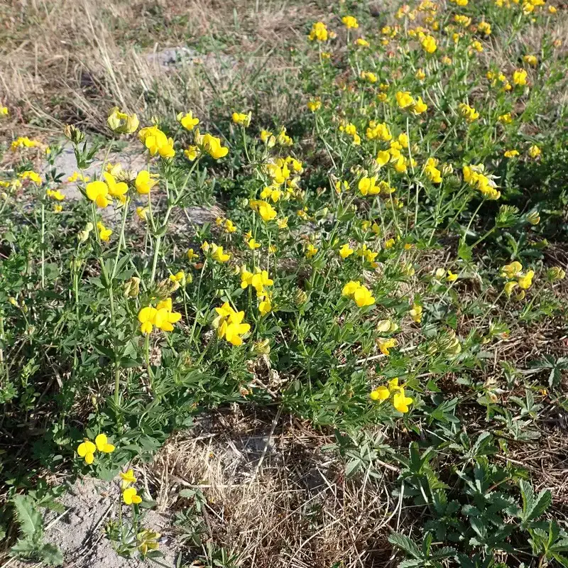 Лядвенец рогатый (Lotus corniculatus): полное руководство по уходу