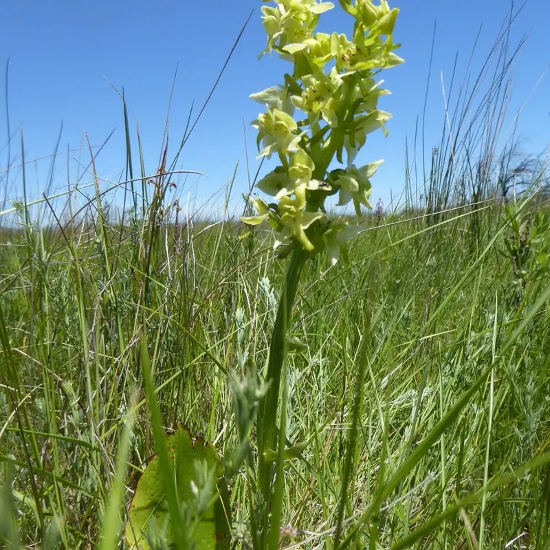 Любка (Platanthera): полное руководство по уходу