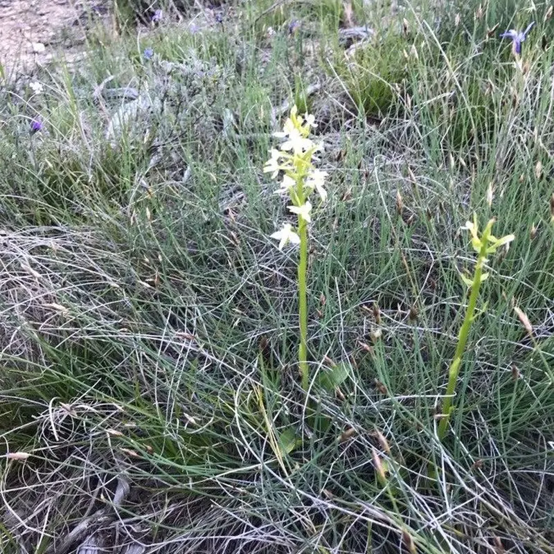 Любка двулистная (Platanthera bifolia): полное руководство по уходу