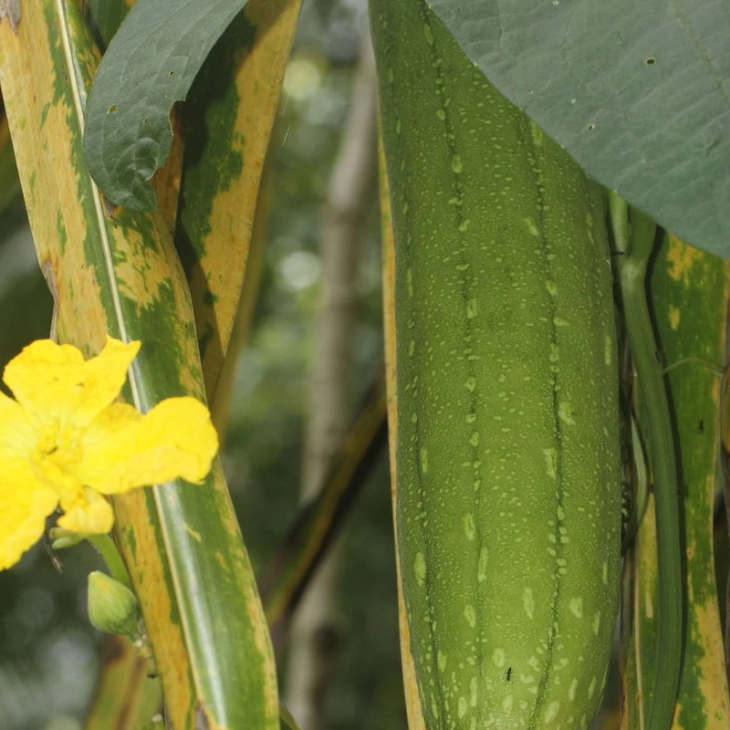 Люффа (Luffa cylindrica): полное руководство по уходу