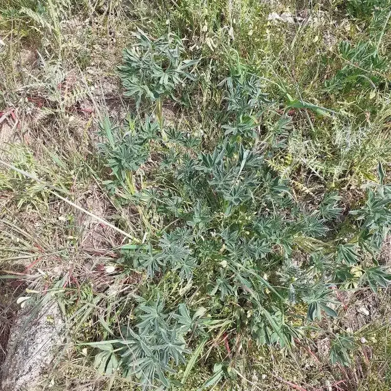 Люпин (Lupinus): полное руководство по уходу