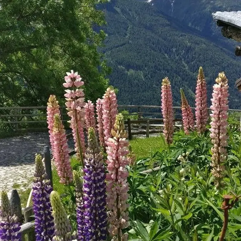 Люпин многолистный (Lupinus polyphyllus): полное руководство по уходу