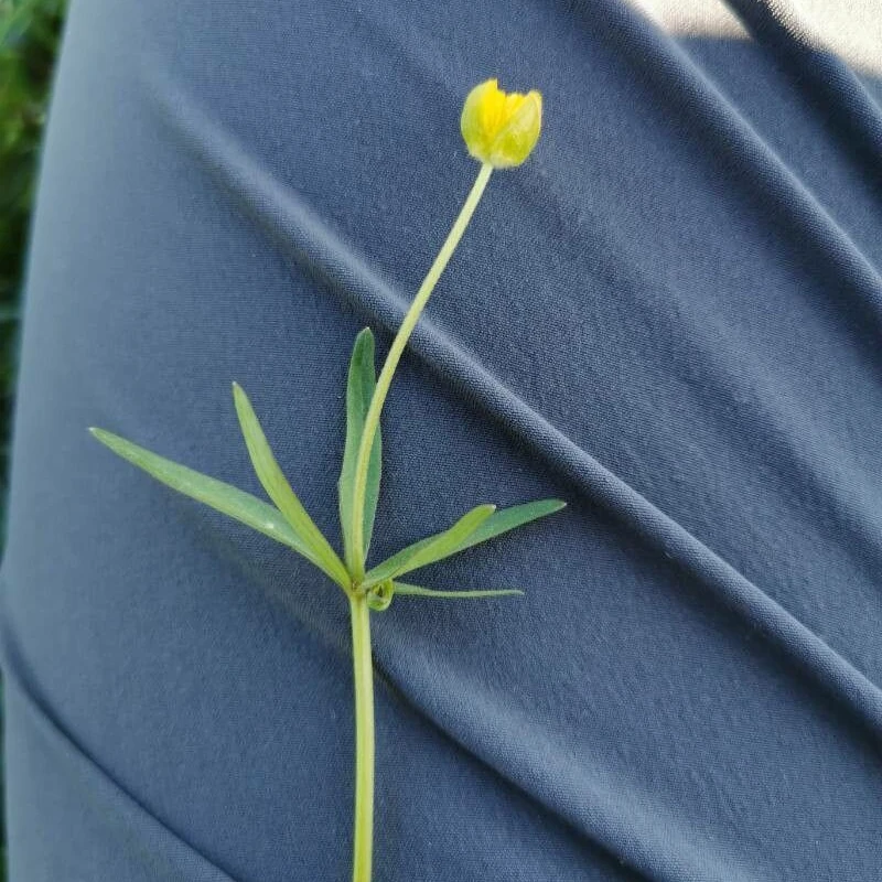 Лютик (Ranunculus): полное руководство по уходу