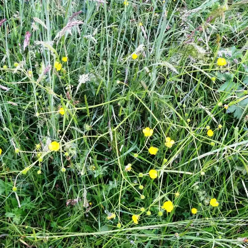 Лютик едкий (Ranunculus acris): полное руководство по уходу