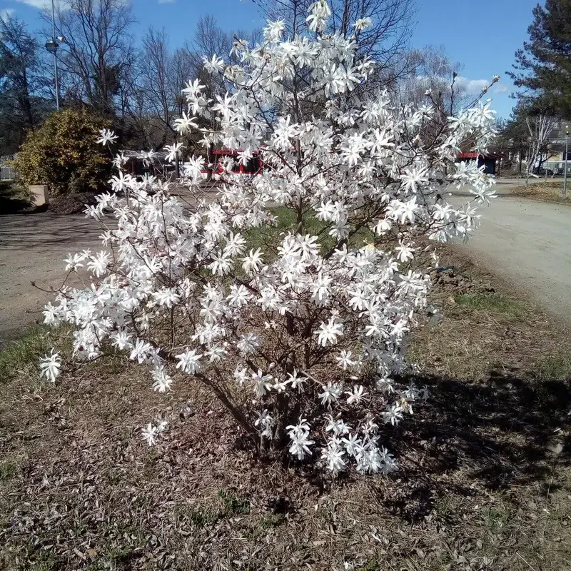 Магнолия звездчатая (Magnolia stellata): полное руководство по уходу