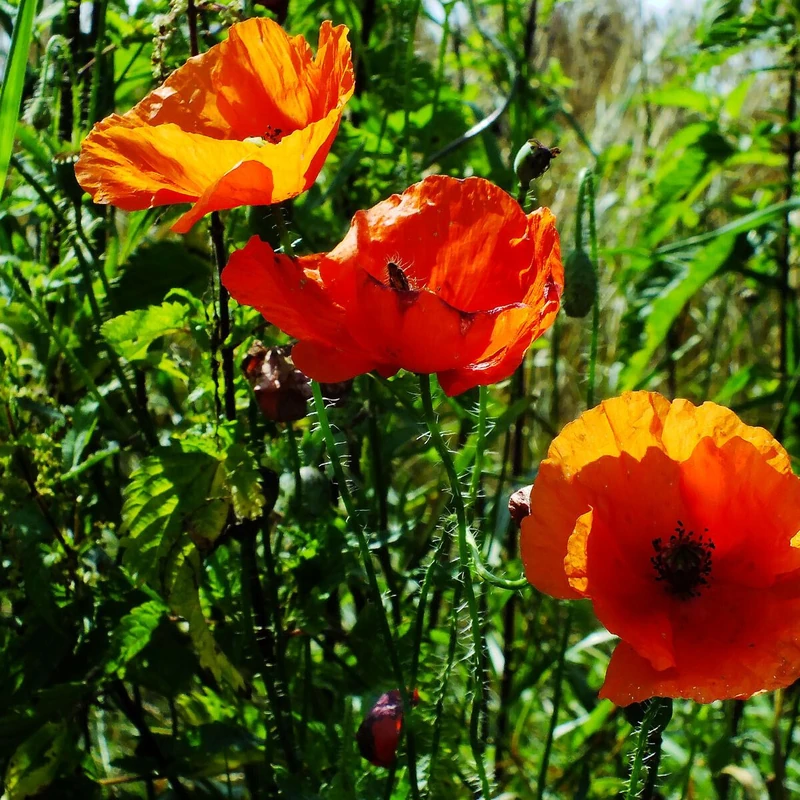 Мак комнатный (Papaver): полное руководство по уходу