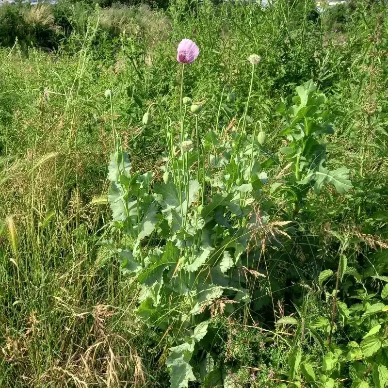 Мак самоцвет (Papaver somniferum): полное руководство по уходу