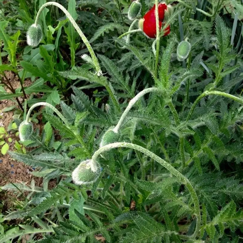 Мак восточный (Papaver orientale): полное руководство по уходу