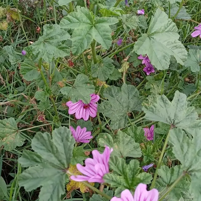 Мальва (Malva): полное руководство по уходу