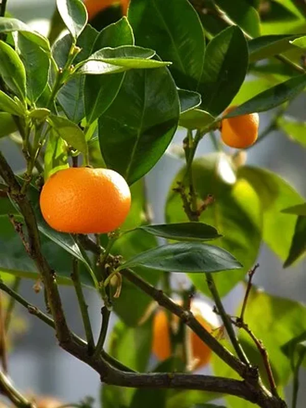Мандарин комнатный (Citrus reticulata): полное руководство по уходу