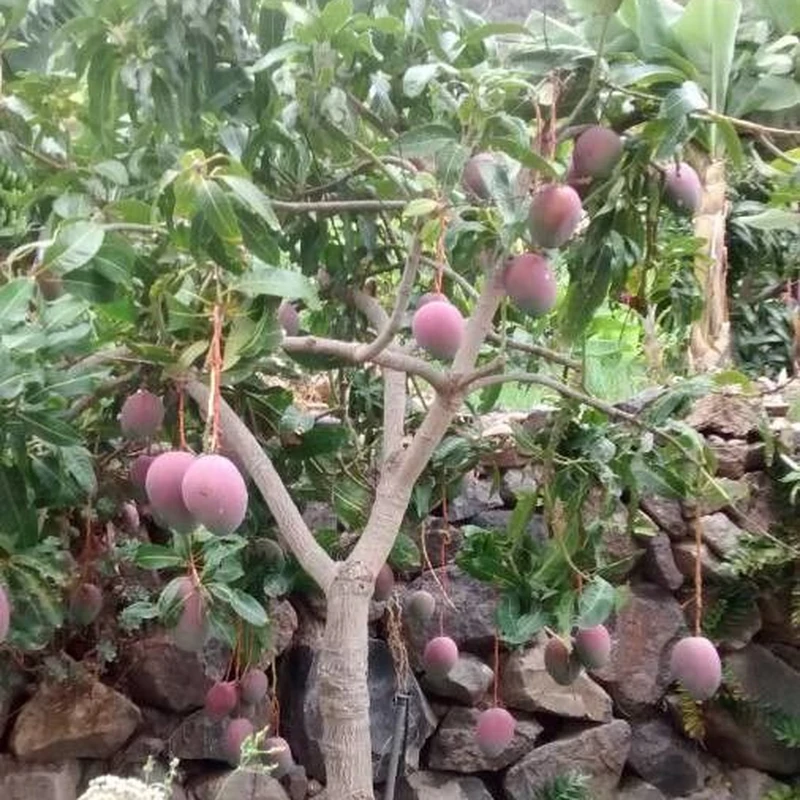 Мангифера (mango_plod): полное руководство по уходу