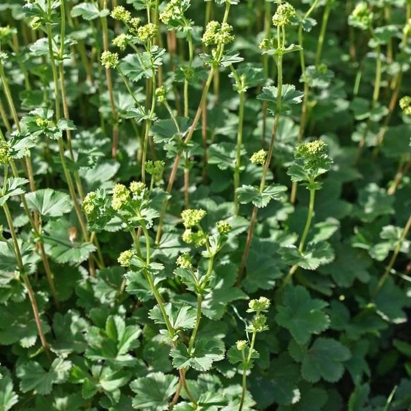 Манжетка (Alchemilla): полное руководство по уходу