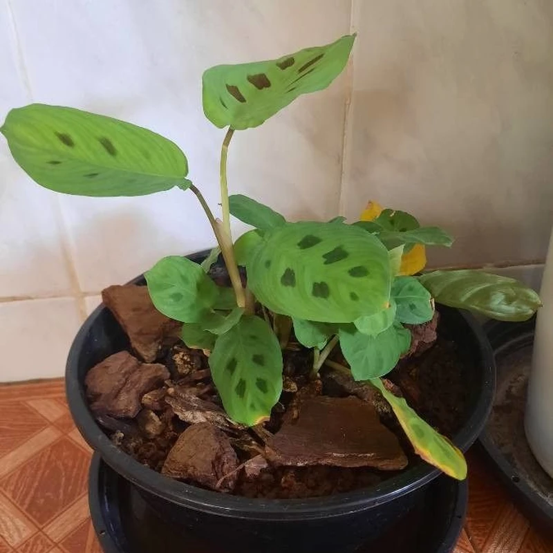 Маранта беложильчатая (Maranta leuconeura erythroneura): полное руководство по уходу