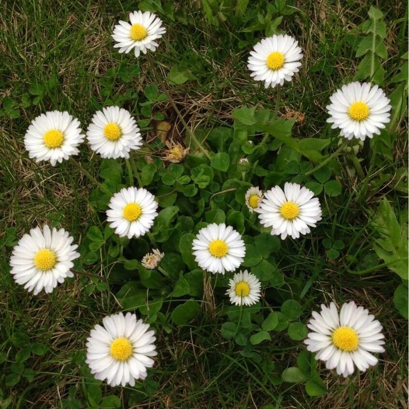 Маргаритка (Bellis perennis): полное руководство по уходу