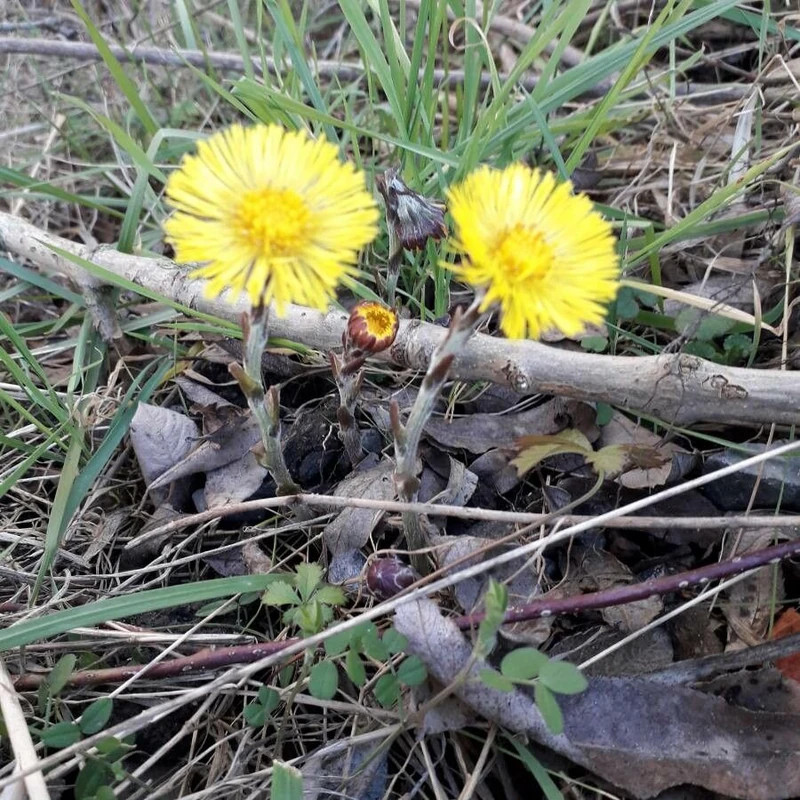 Мать-и-мачеха (Tussilago farfara): полное руководство по уходу