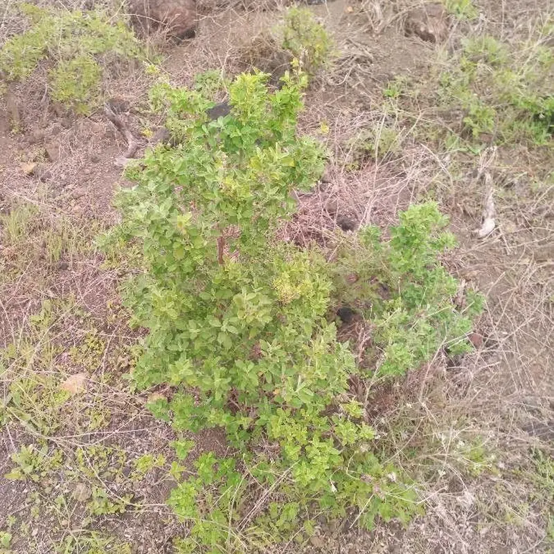 Майоран (Origanum majorana): полное руководство по уходу