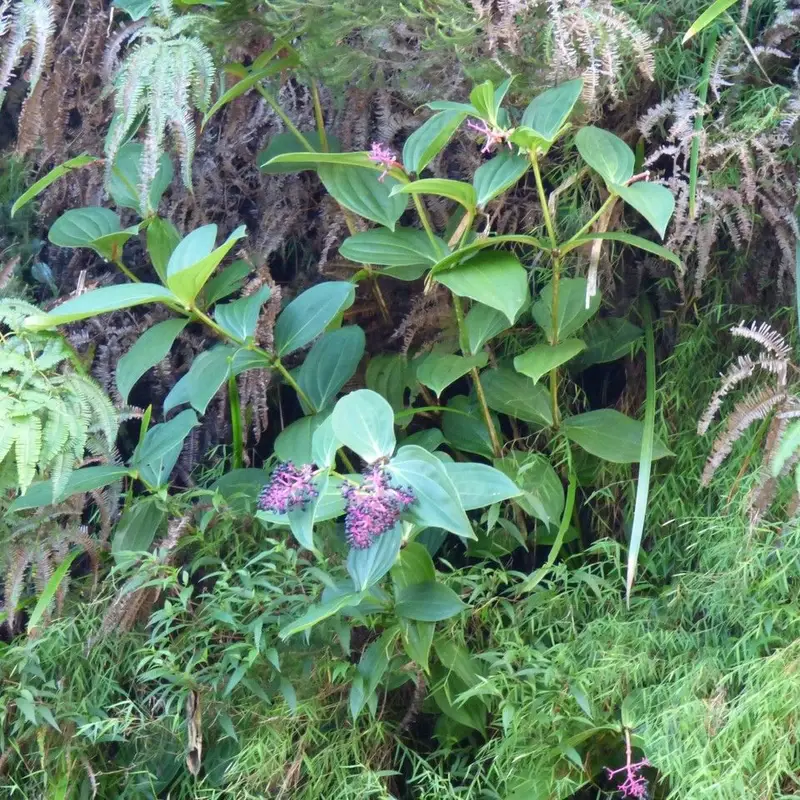 Мединилла (Medinilla magnifica): полное руководство по уходу