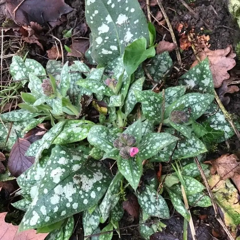 Медуница сахарная (Pulmonaria saccharata): полное руководство по уходу
