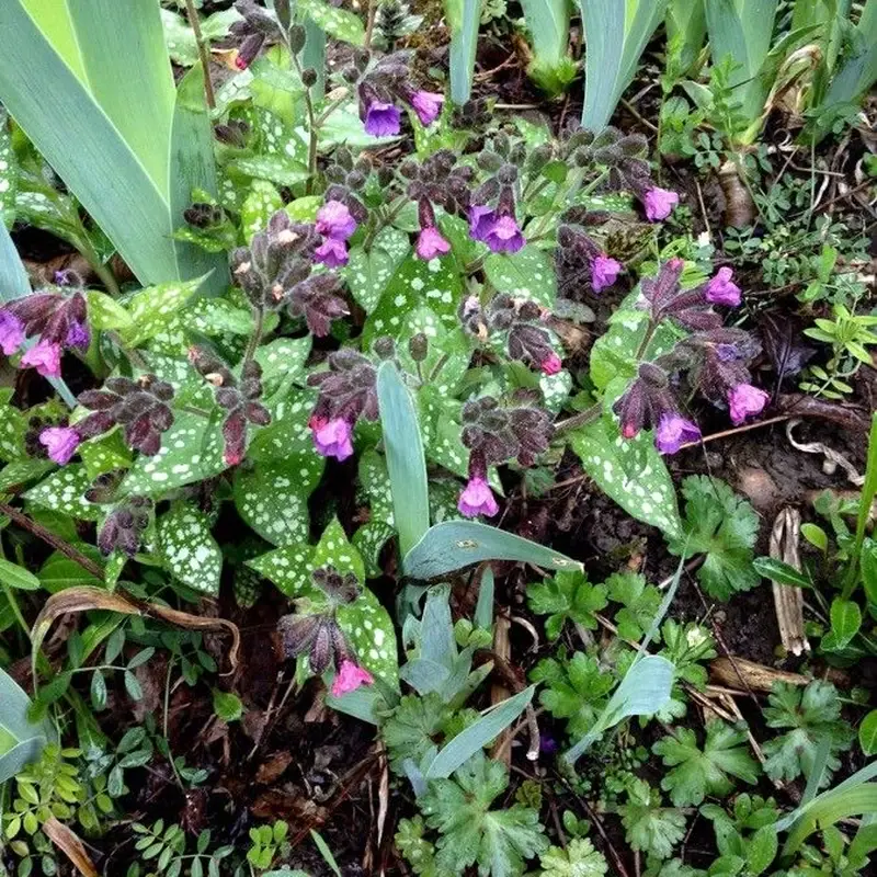 Медуница (Pulmonaria): полное руководство по уходу
