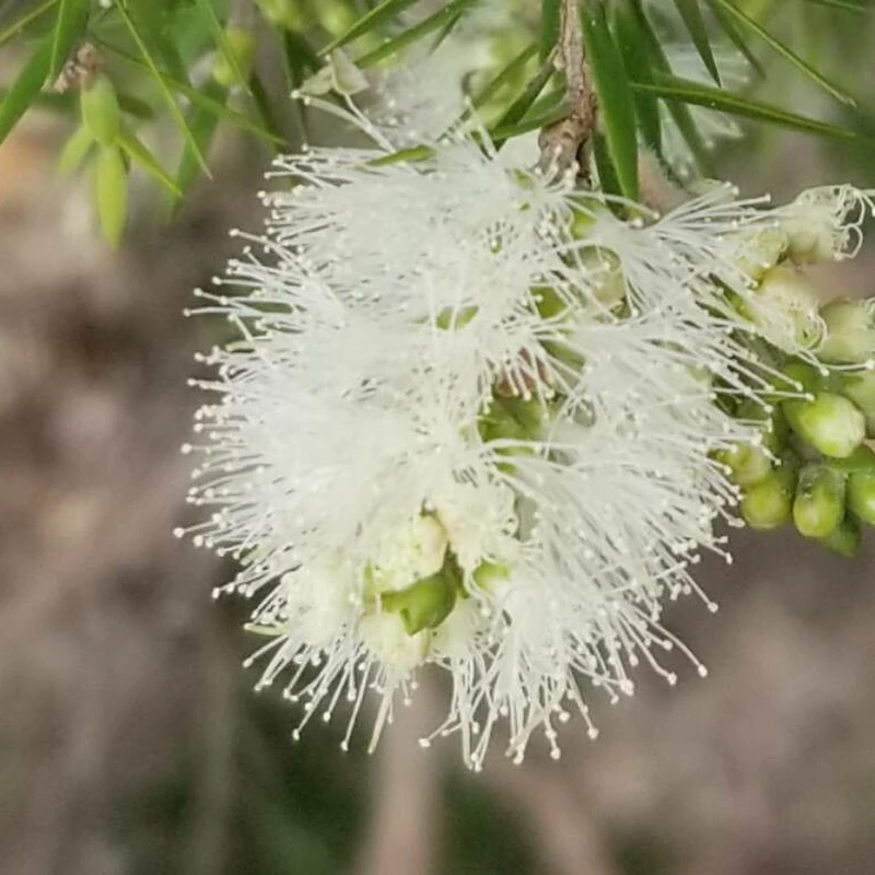 Мелалеука (Melaleuca alternifolia): полное руководство по уходу