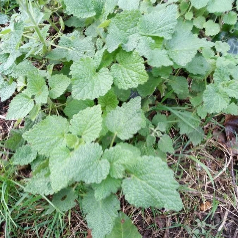 Мелисса (Melissa officinalis): полное руководство по уходу