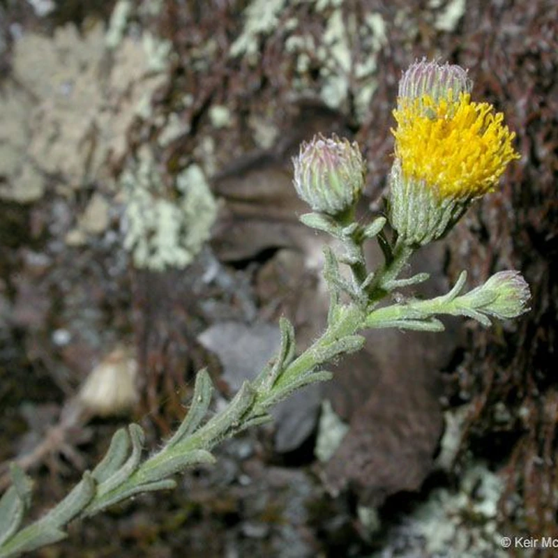 Мелколепестник (Erigeron): полное руководство по уходу