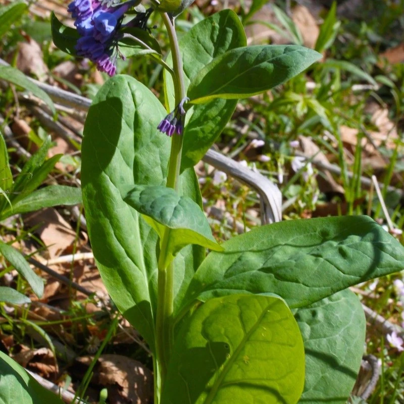 Мертензия (Mertensia): полное руководство по уходу