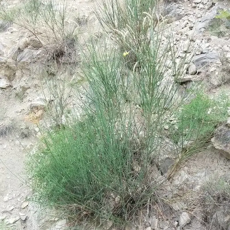 Метельник (Spartium junceum): полное руководство по уходу