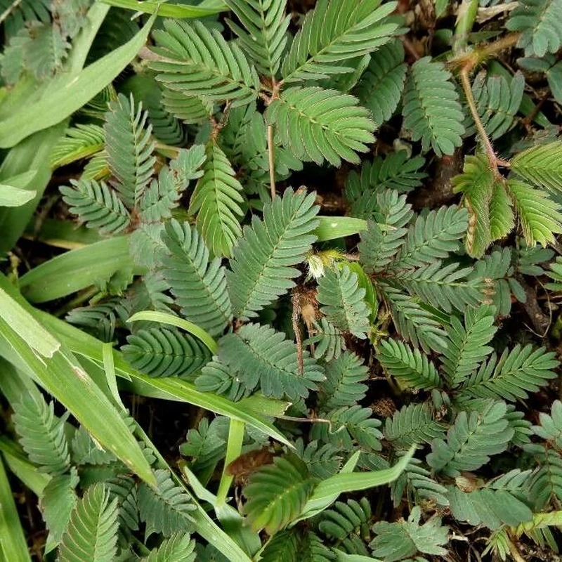 Мимоза стыдливая (Mimosa pudica): полное руководство по уходу