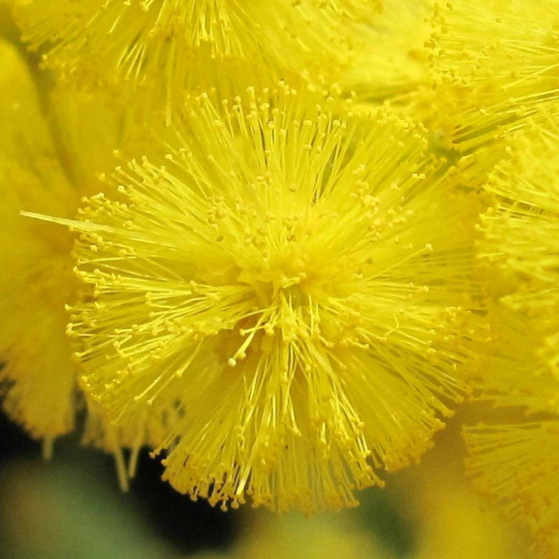 Мимоза (Acacia dealbata): полное руководство по уходу