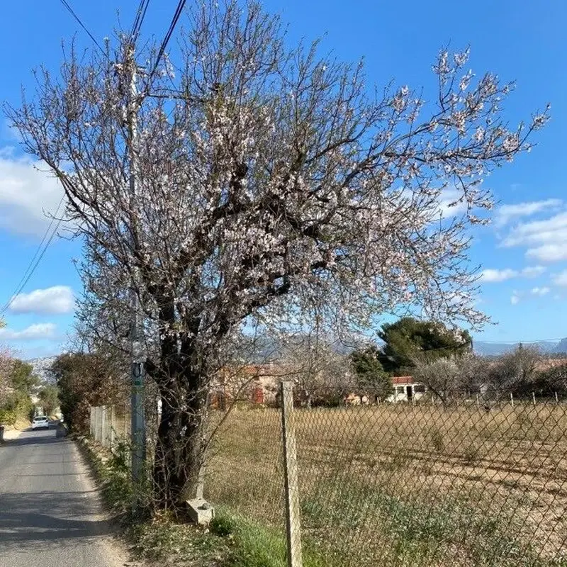 Миндаль комнатный (Prunus dulcis): полное руководство по уходу