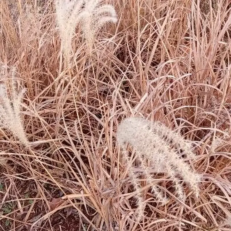 Мискантус (Miscanthus): полное руководство по уходу
