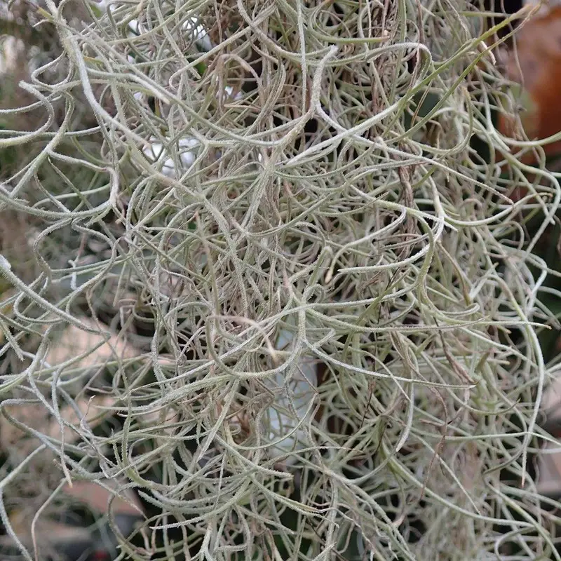 Мох испанский (Tillandsia usneoides): полное руководство по уходу