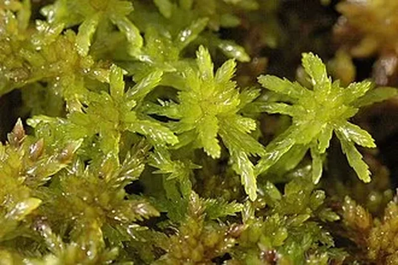 Мох сфагнум (Sphagnum): полное руководство по уходу